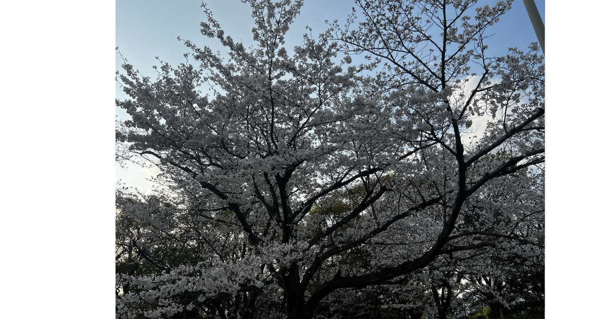 大阪市立美術館